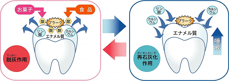 脱灰作用・再石灰化作用